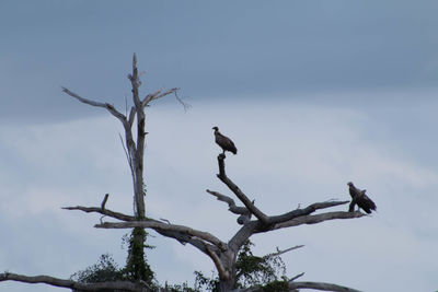 Low angle view of bird perching on bare tree against sky