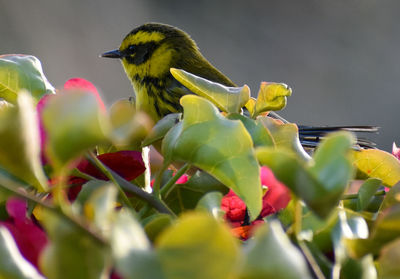 Close-up of  yellow and black warbler bird perching on  bougainvilleas flower