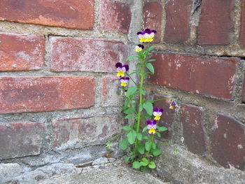 Close-up of flowers