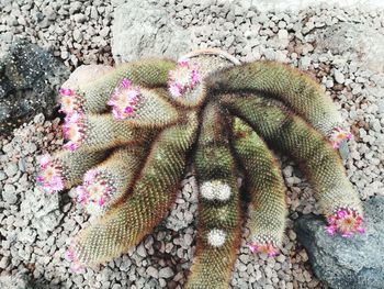 High angle view of pink flowering plant