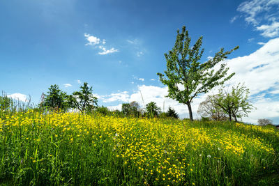 Scenic view of oilseed rape field against sky