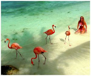 Flock of birds in water