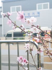 Close-up of pink cherry blossoms