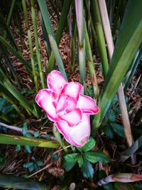 High angle view of pink flowering plants on land