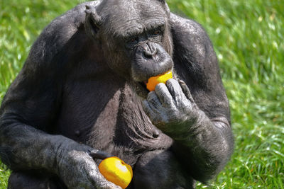 Gorilla eating orange on grassy field