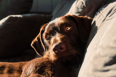 Close-up of dog