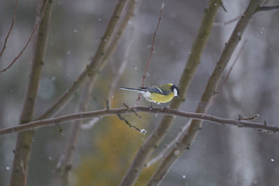 Close-up of bird perching on branch