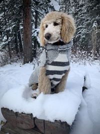 Dog on snow covered land