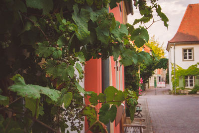 Trees and plants growing outside house