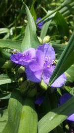 Close-up of purple flowers