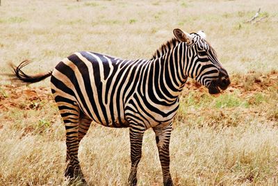 Zebra standing on field