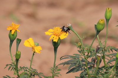 Bee pollinating on yellow flower