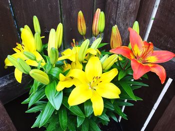 Close-up of day lily blooming outdoors