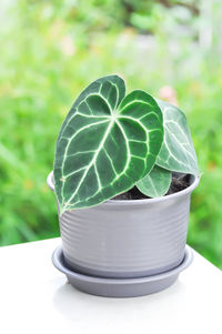 Close-up of potted plant on table