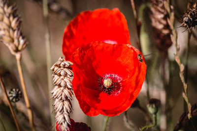 Close-up of red poppy