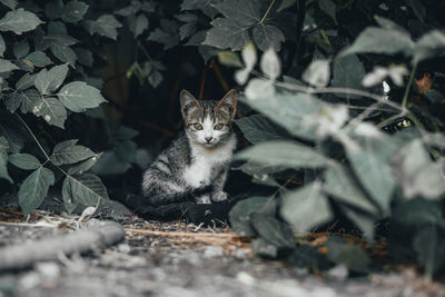 Beautiful homeless cat . close up portrait