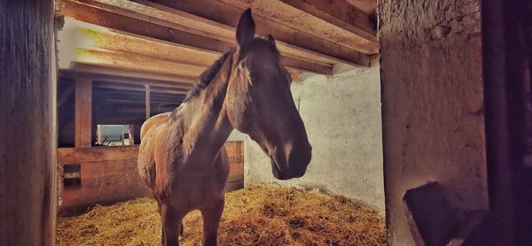 View of horse in stable