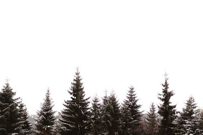 Trees in forest against clear sky