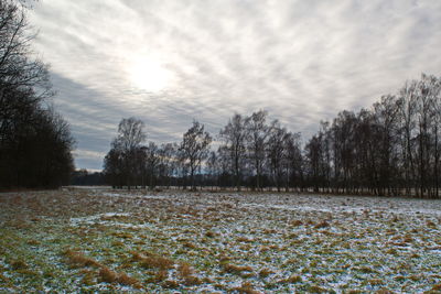 Scenic view of trees against sky