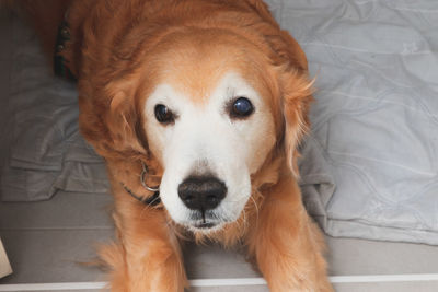 Close-up portrait of a dog on bed at home