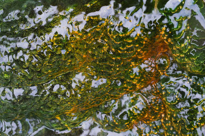 Close-up of autumn leaves floating on water