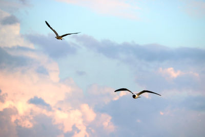 Low angle view of seagull flying against sky