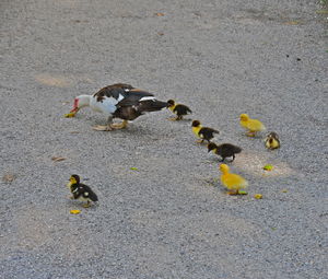 High angle view of birds on sand