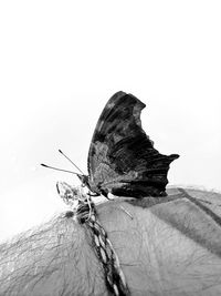 Close-up of butterfly on rock against sky