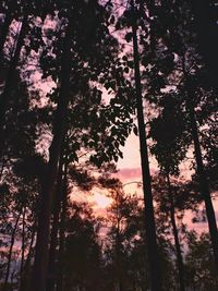 Low angle view of silhouette trees in forest against sky