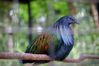 Side view of bird perching on branch