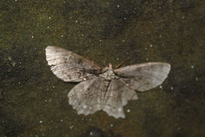 High angle view of butterfly on leaf