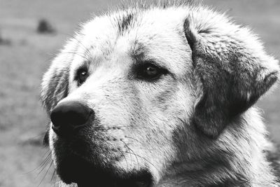 Close-up portrait of dog