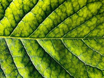 Full frame shot of green leaves