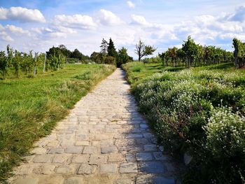 Footpath amidst plants against sky