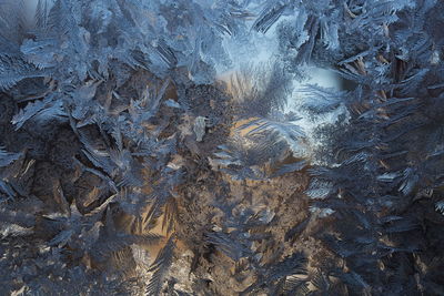 Full frame shot of frozen plants during winter