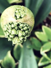 Close-up of rose plant