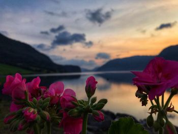 Close-up of pink flowering plants against sky during sunset