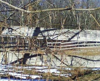 Bare trees reflecting in water