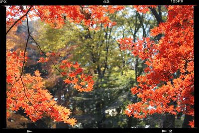 Full frame of red flowers on tree