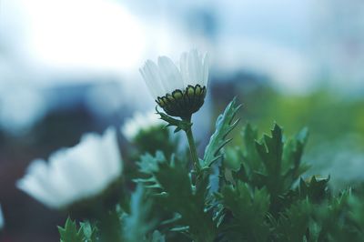 Close-up of flowering plant