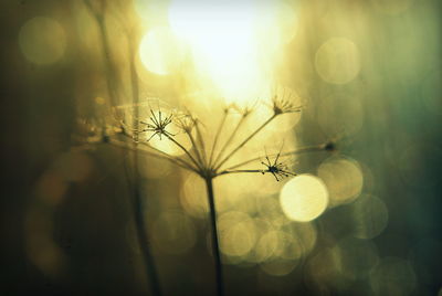 Close-up of dandelion against sunlight