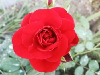 Close-up of red rose