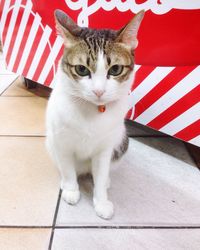 Close-up of tabby cat indoors