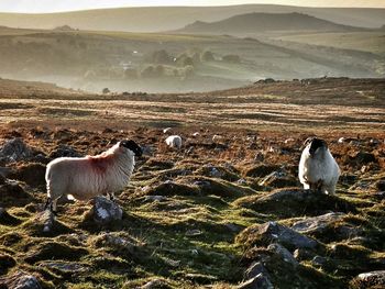 View of sheep on land