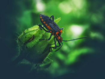 Close-up of butterfly on leaf