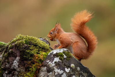 Close-up of squirrel on moss