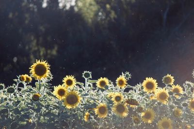 Close-up of yellow flowers growing in field