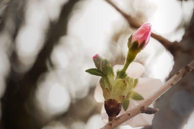 Close-up of flower growing on tree