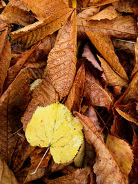 Full frame shot of dry leaves
