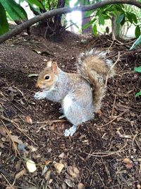 View of squirrel on field